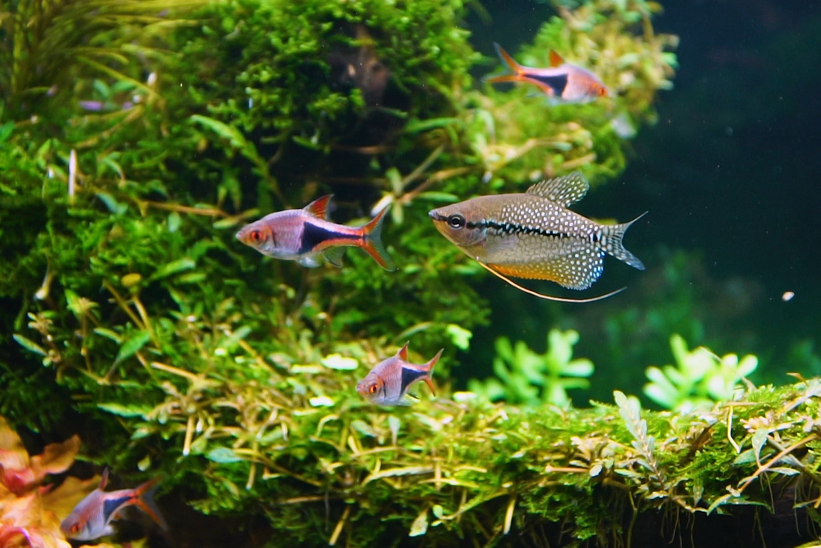 Jak vybírat ryby do akvária